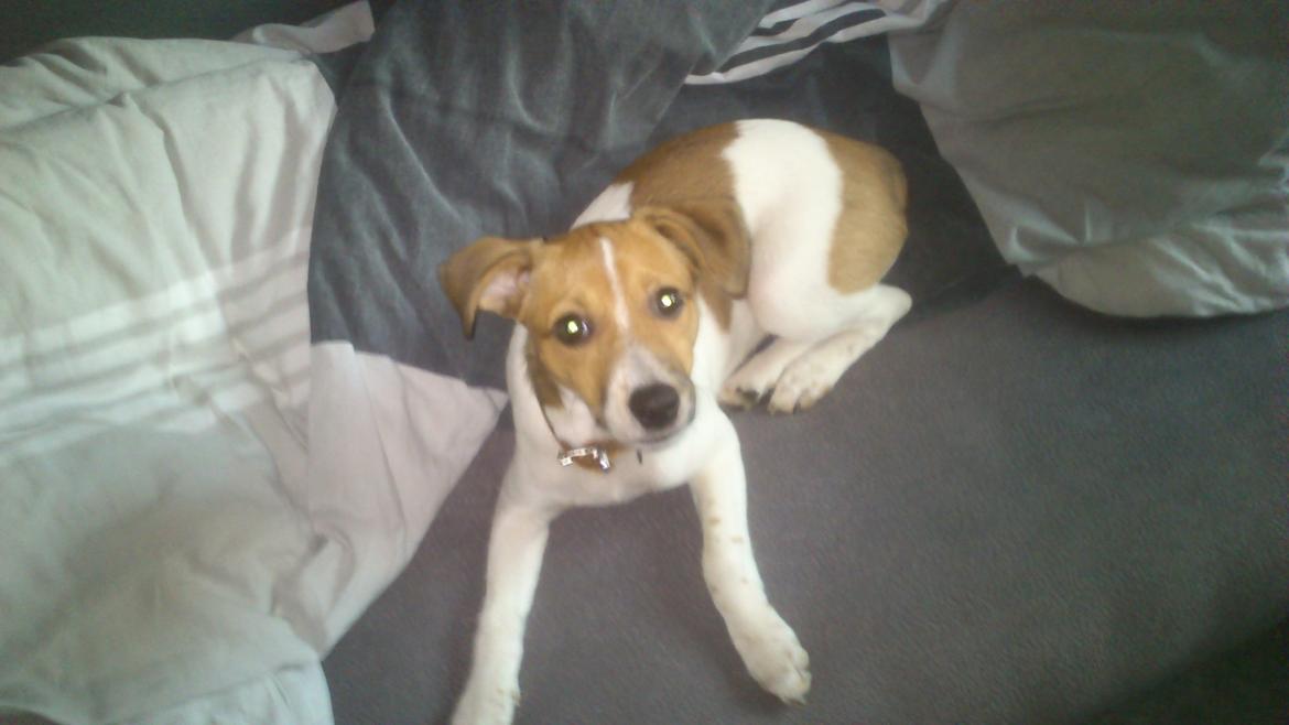 Dansk svensk gaardhund Malika - Malika et par uger efter jeg fik hende! :P billede 3