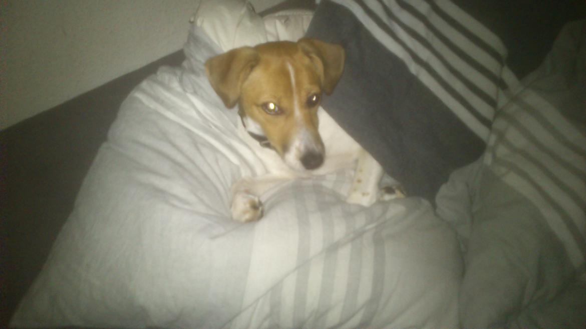 Dansk svensk gaardhund Malika - Malika har taget min seng! :D billede 4