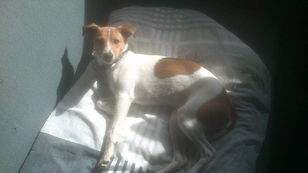 Dansk svensk gaardhund Malika - Malika 2 måneder gammel! :P billede 5