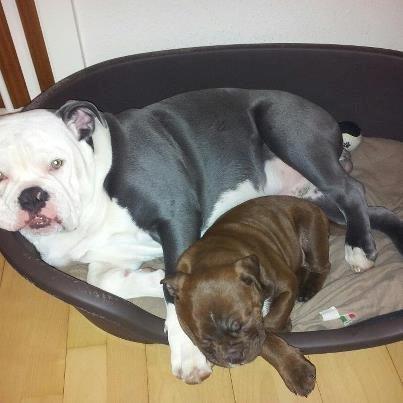 Olde english bulldogge Bergløv`s Fie billede 6