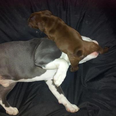 Olde english bulldogge Bergløv`s Fie billede 7