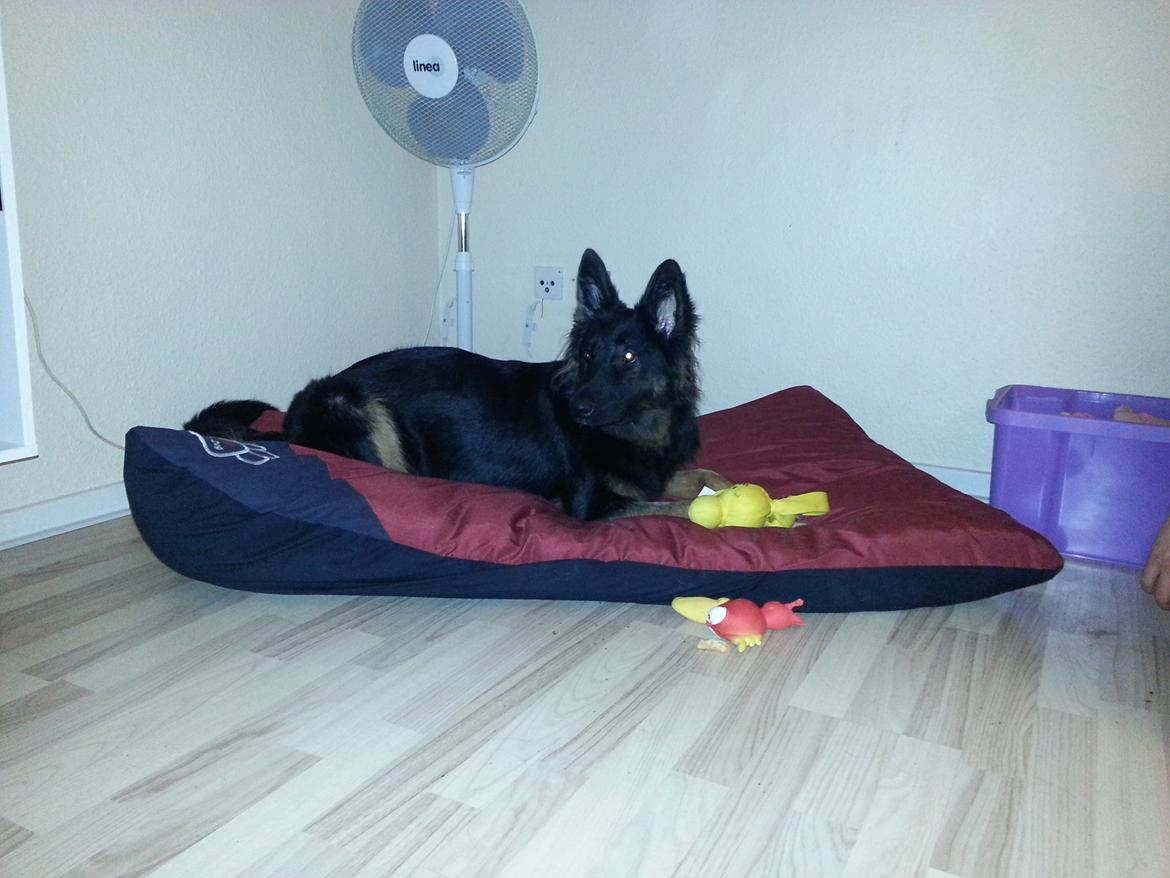 Schæferhund Aichia - 15 måneder på sine nye pude med sit nye legetøj :)  billede 15