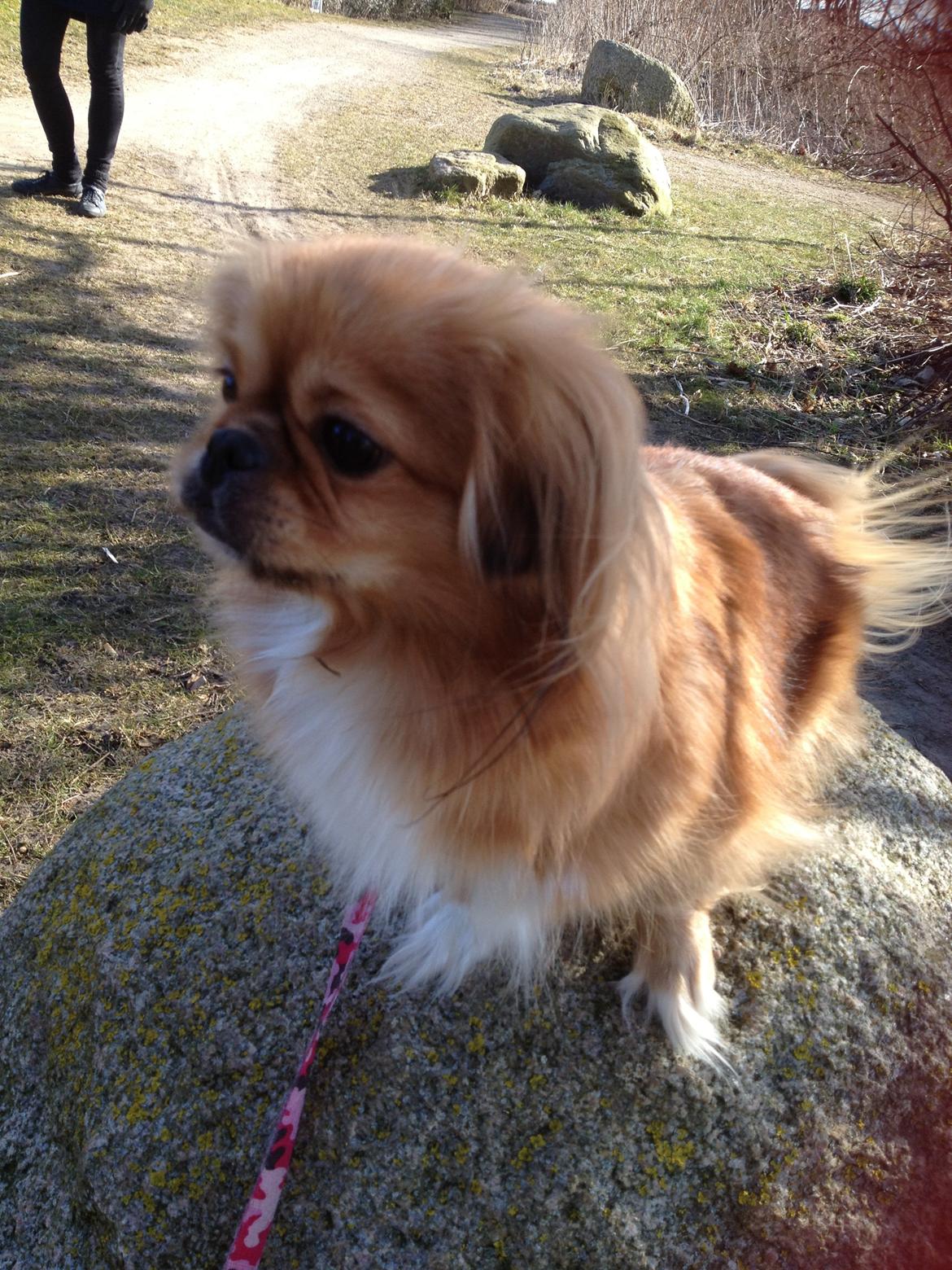 Blanding af racer Tulle billede 13