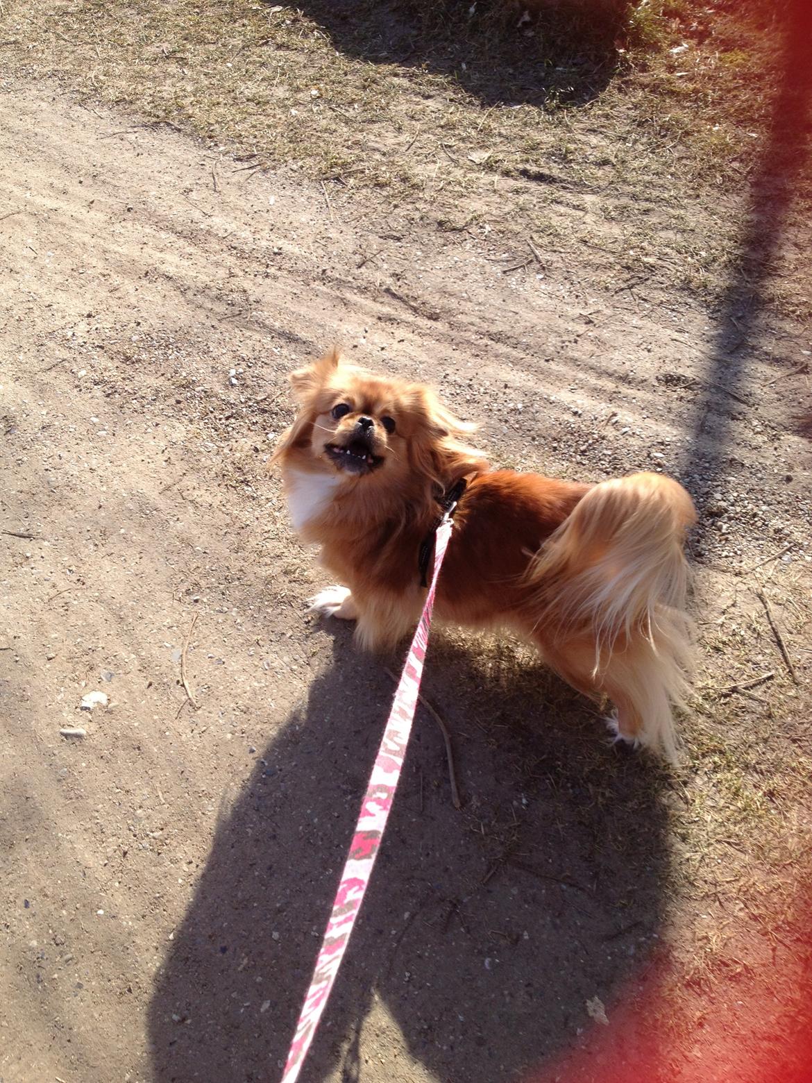 Blanding af racer Tulle billede 14