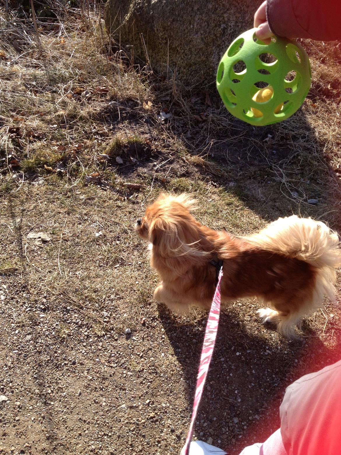 Blanding af racer Tulle billede 15