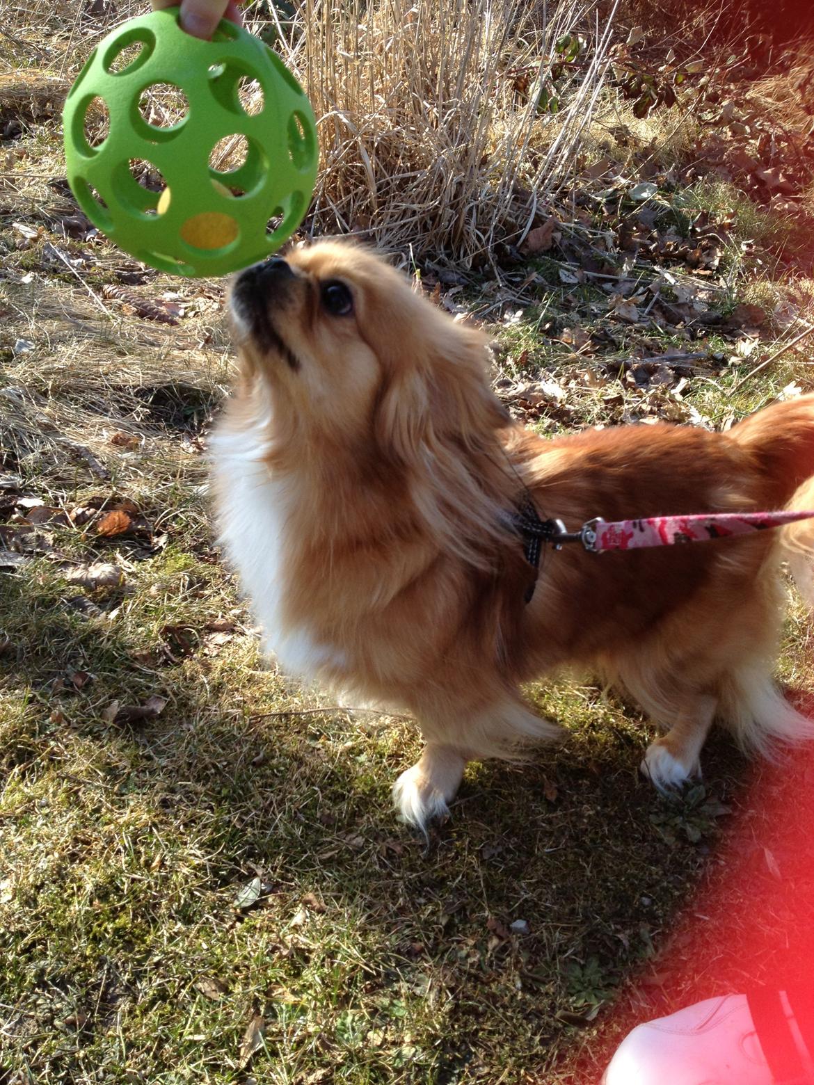 Blanding af racer Tulle billede 16