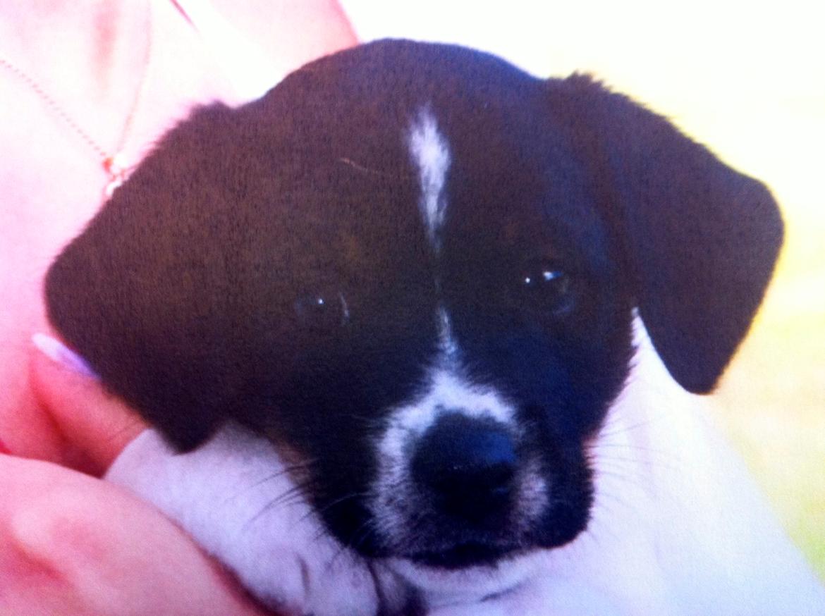 Dansk svensk gaardhund smutt billede 13