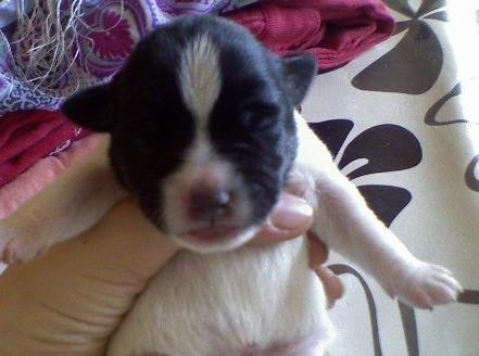 Dansk svensk gaardhund smutt billede 14