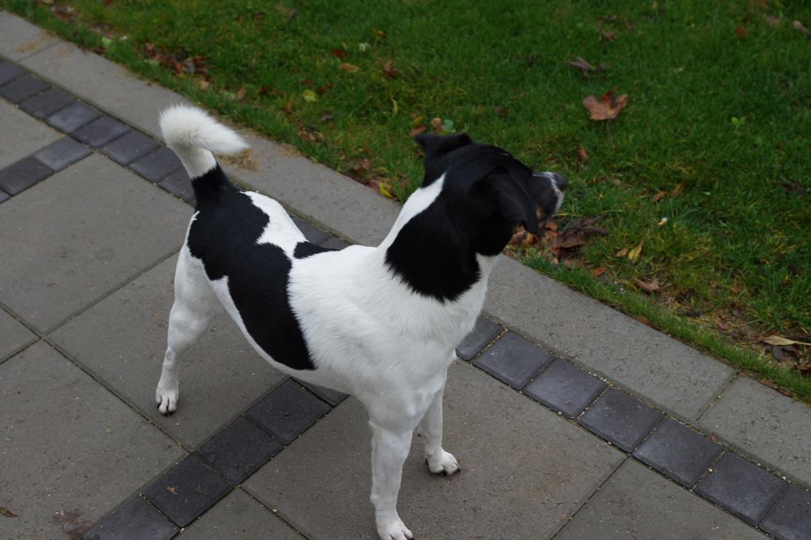 Dansk svensk gaardhund smutt billede 15