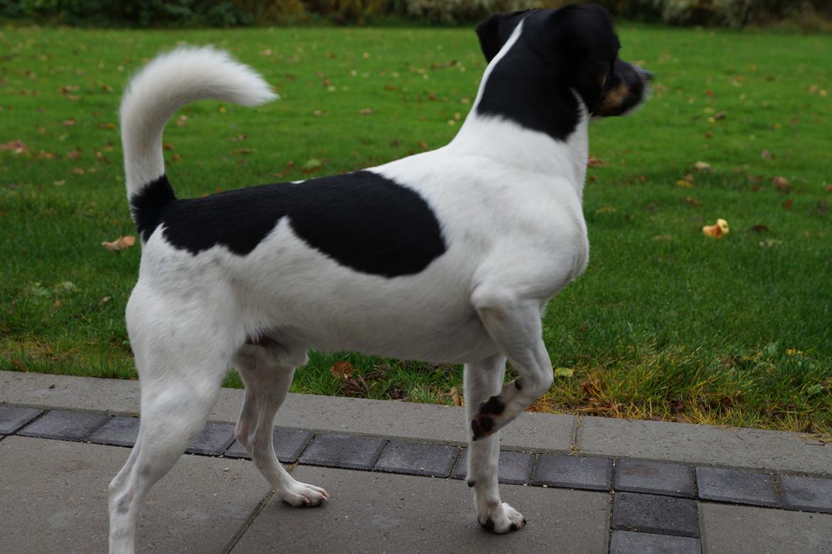 Dansk svensk gaardhund smutt billede 16