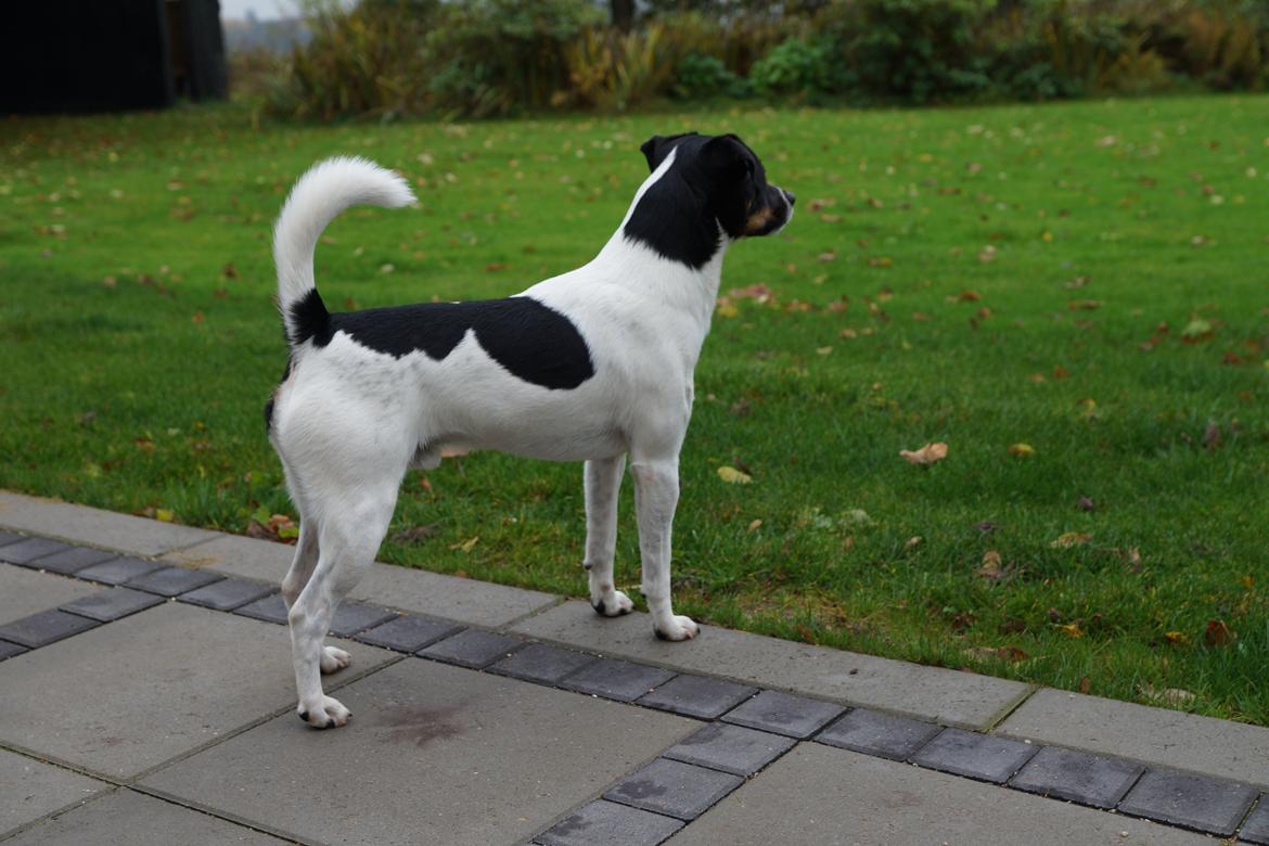 Dansk svensk gaardhund smutt billede 17