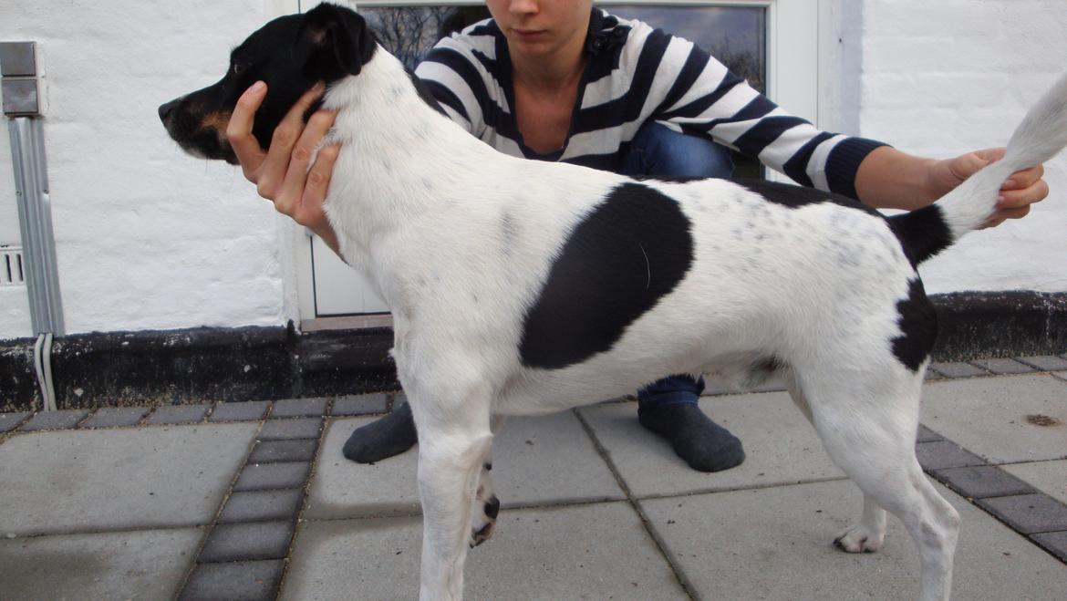 Dansk svensk gaardhund smutt billede 18