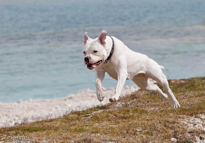 Amerikansk bulldog Kettners Esmeralda"Gaia" 11.03.2007-23.07.2019 billede 11