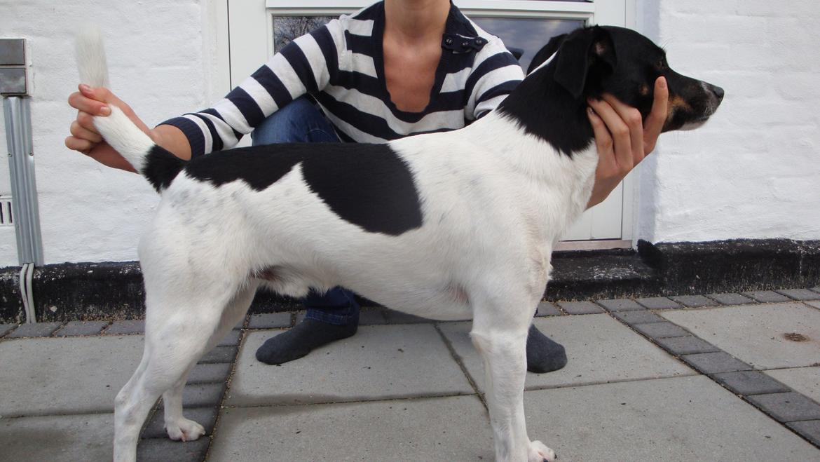 Dansk svensk gaardhund smutt billede 19