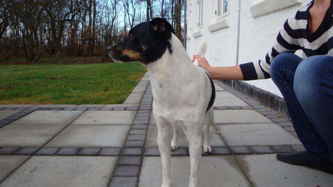 Dansk svensk gaardhund smutt billede 20