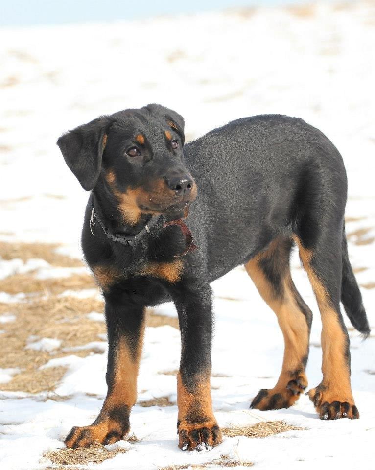 Beauceron Blackbossys Ayden billede 5