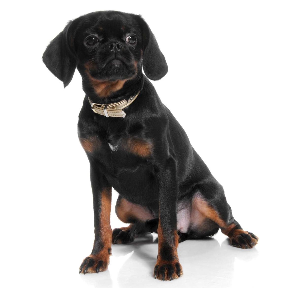 Blanding af racer Bella billede 4