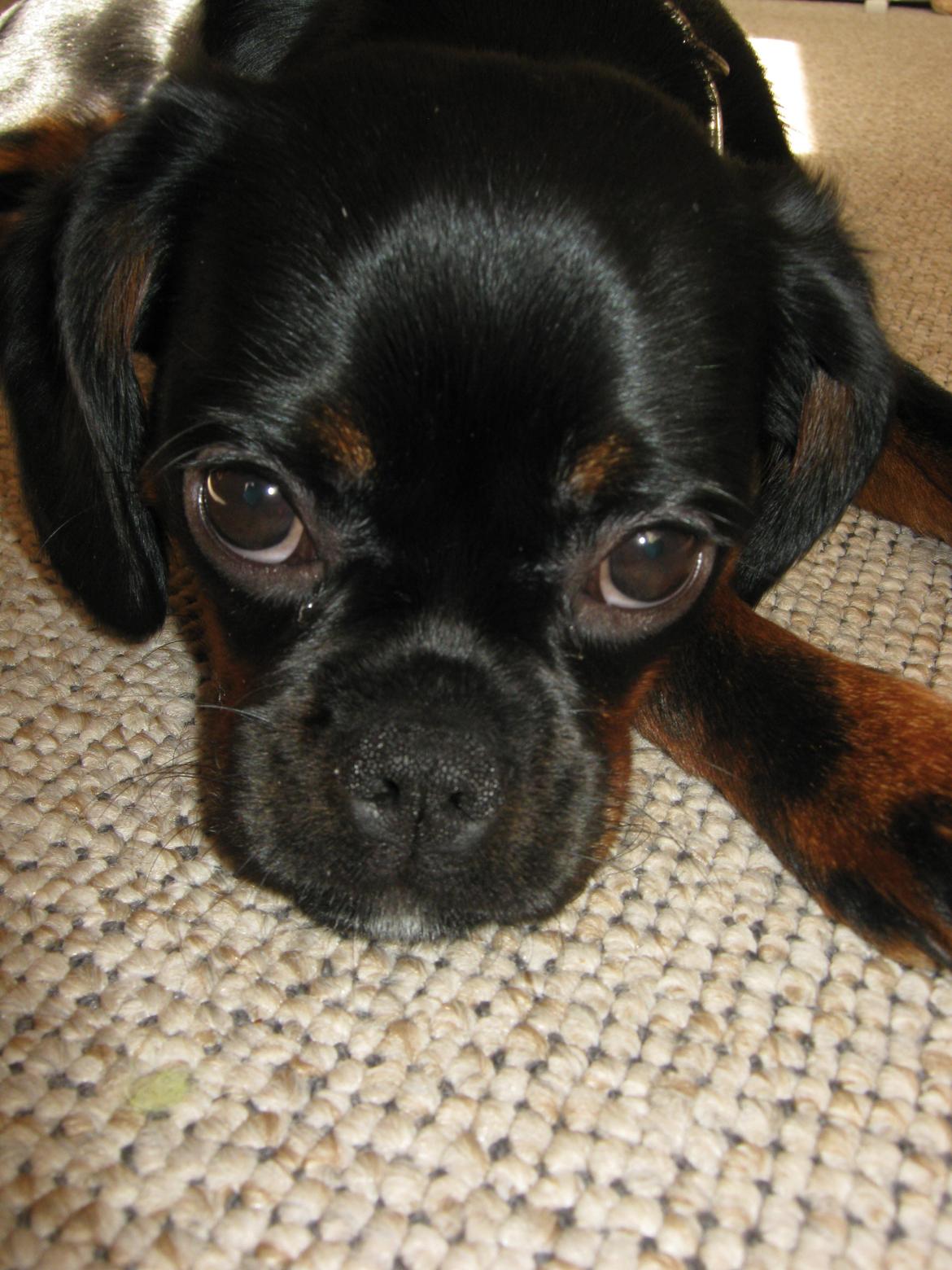 Blanding af racer Bella billede 6