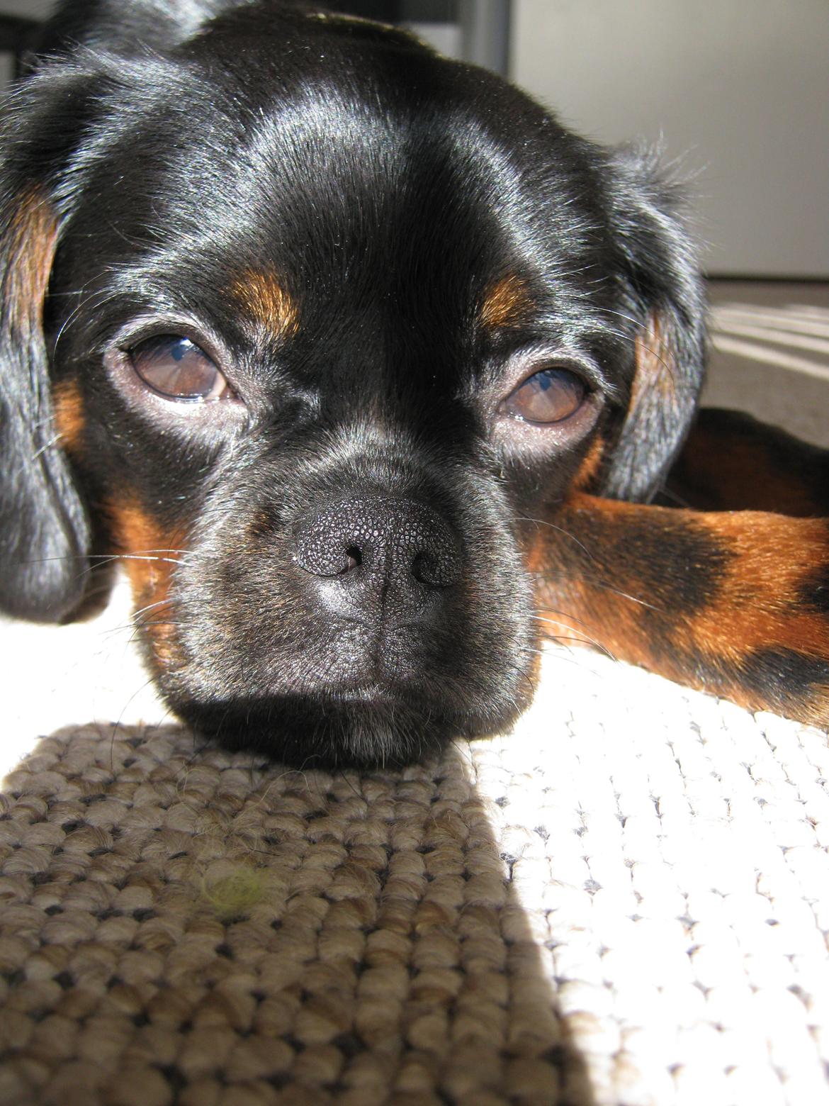 Blanding af racer Bella billede 7