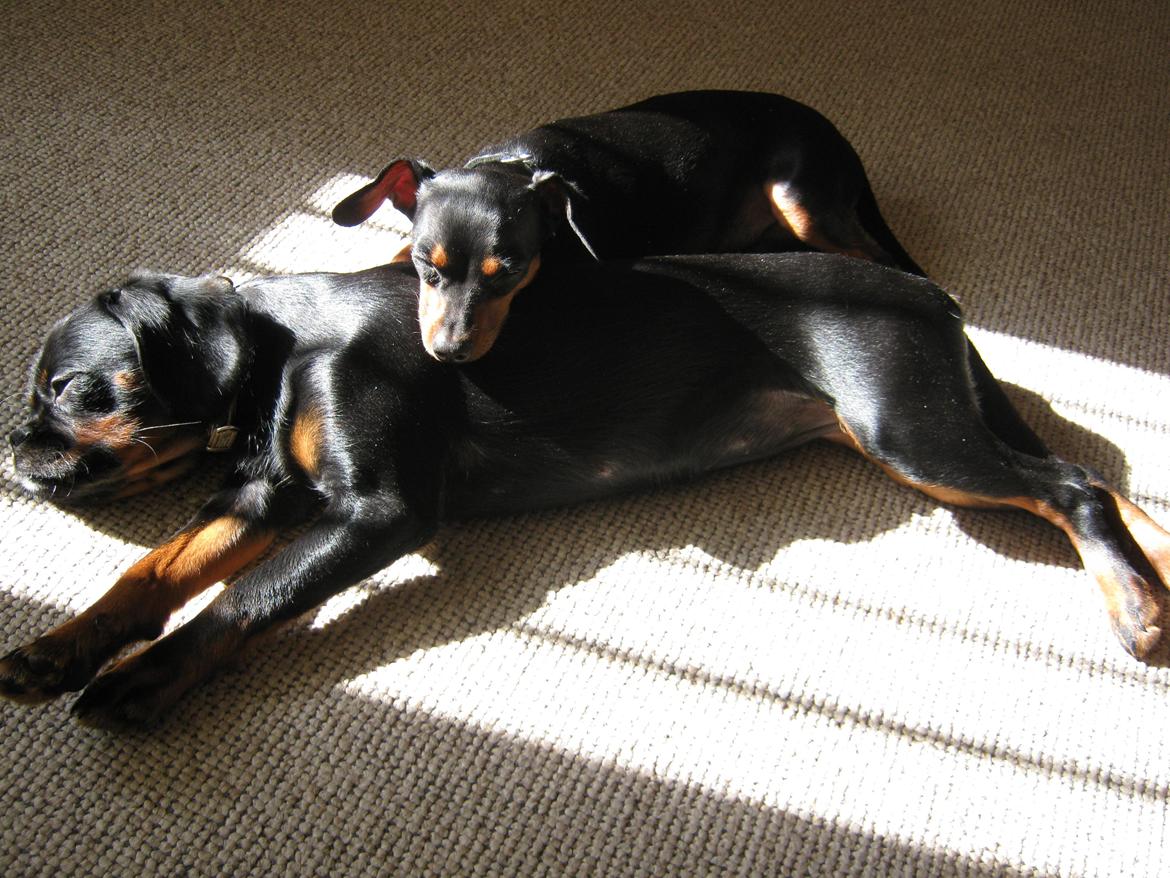 Blanding af racer Bella billede 8