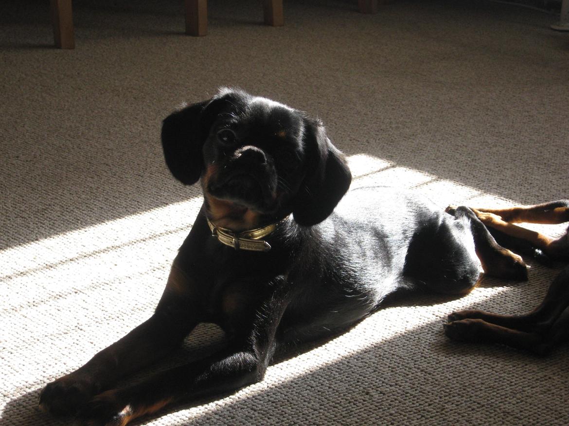 Blanding af racer Bella billede 9