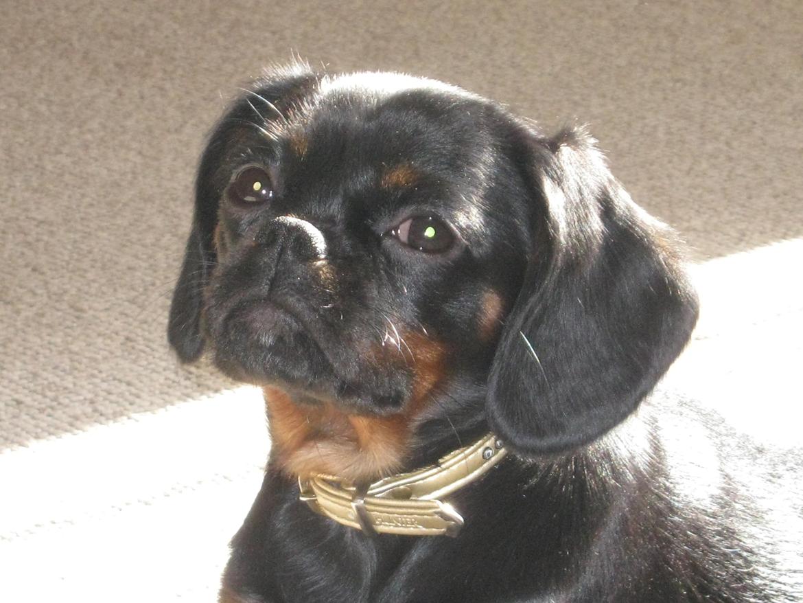 Blanding af racer Bella billede 10