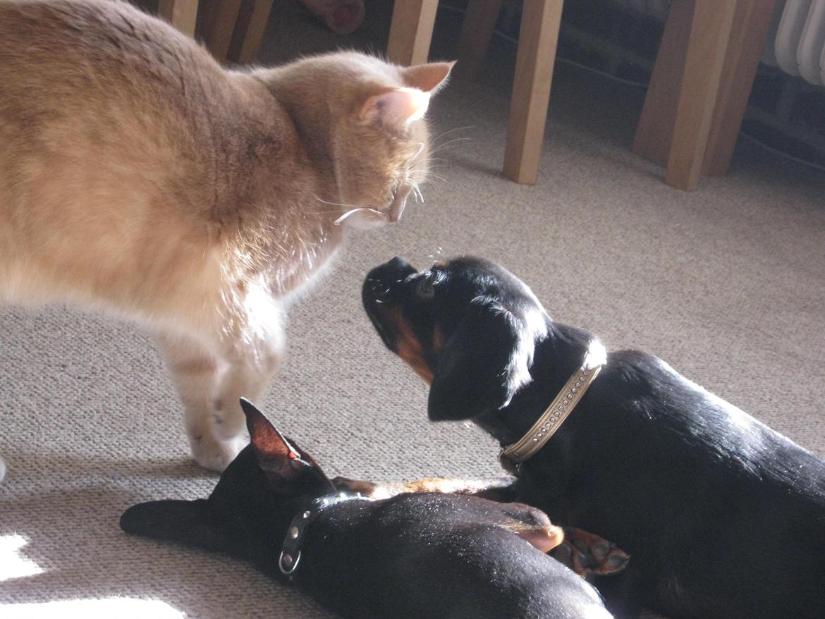 Blanding af racer Bella billede 11