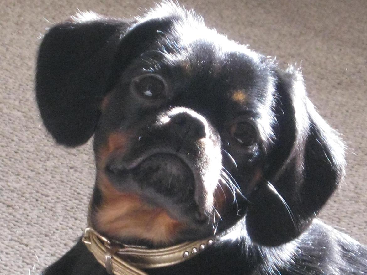 Blanding af racer Bella billede 12