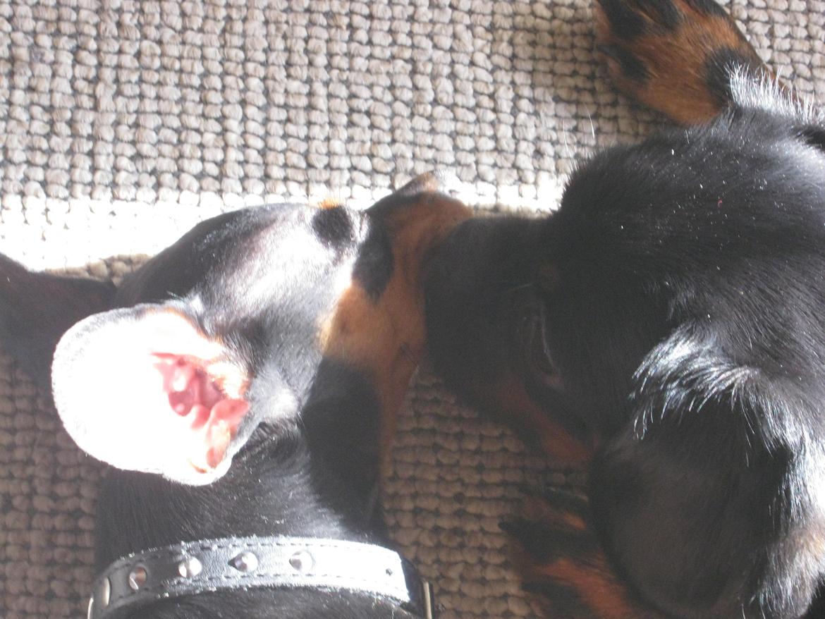 Blanding af racer Bella billede 13