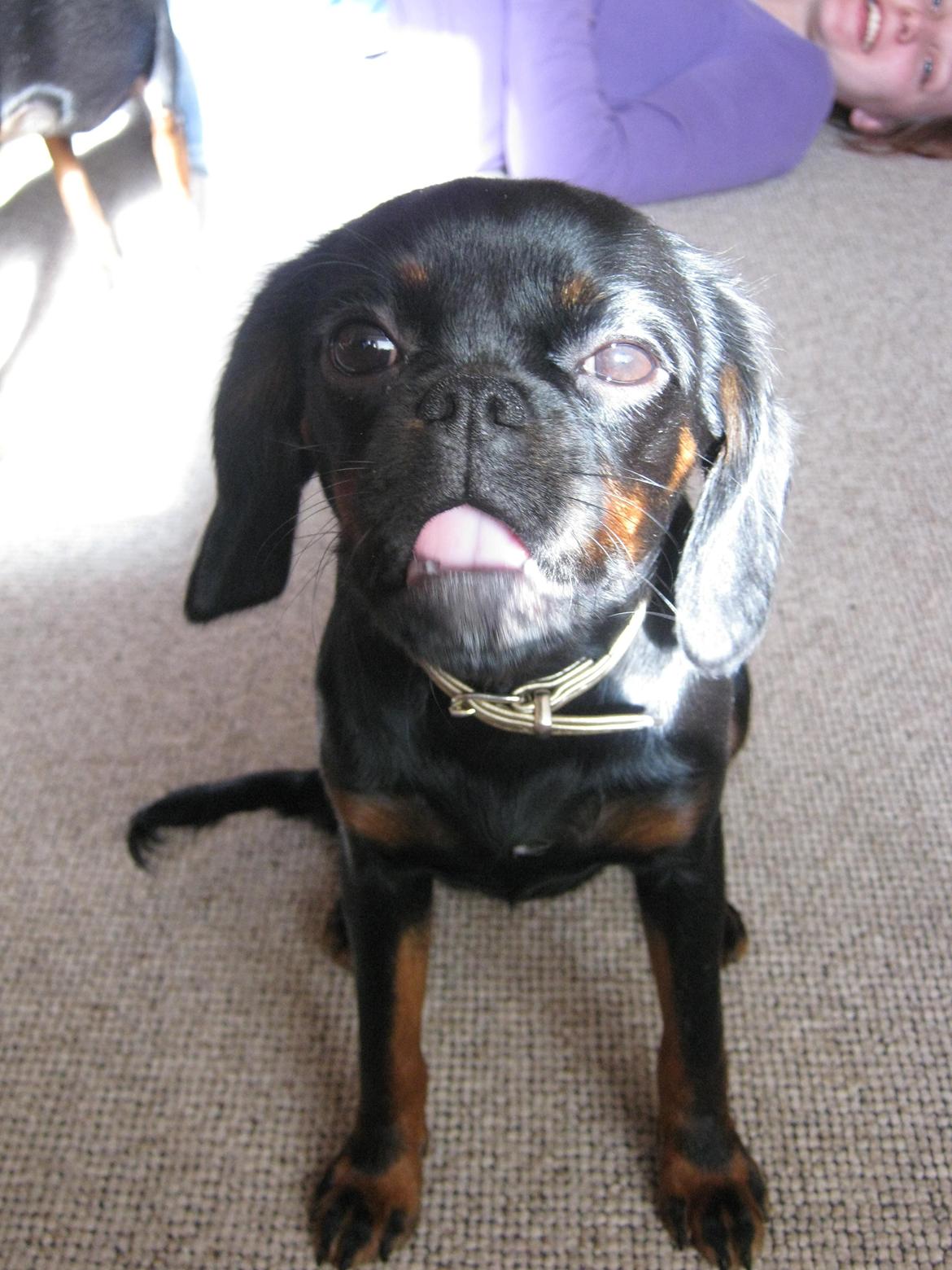 Blanding af racer Bella billede 14