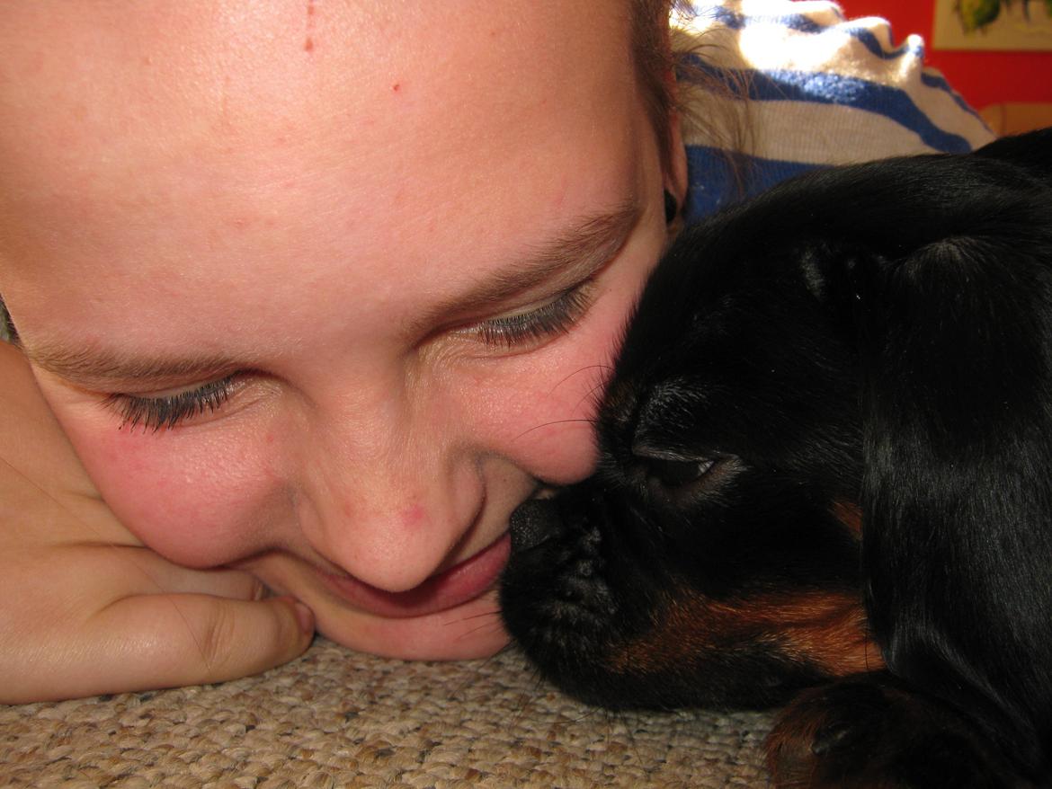 Blanding af racer Bella billede 15