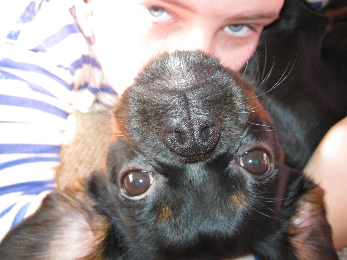 Blanding af racer Bella billede 16