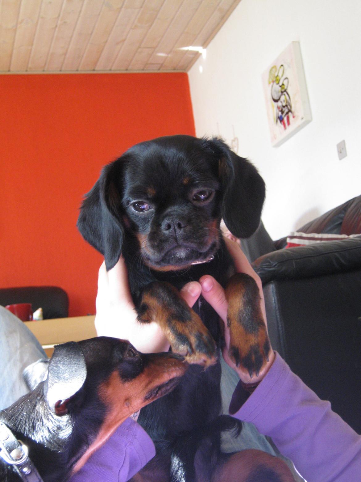 Blanding af racer Bella billede 18