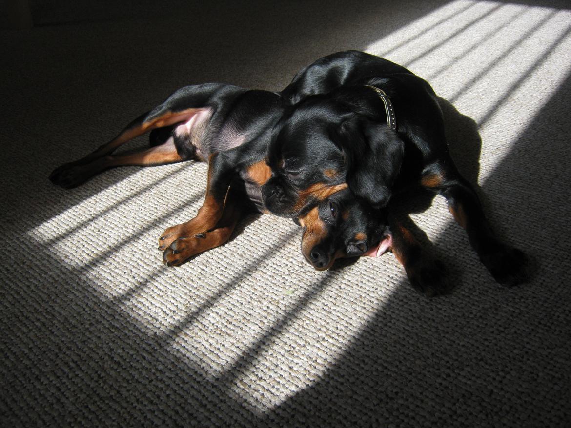 Prazsky krysarik Bølle billede 17