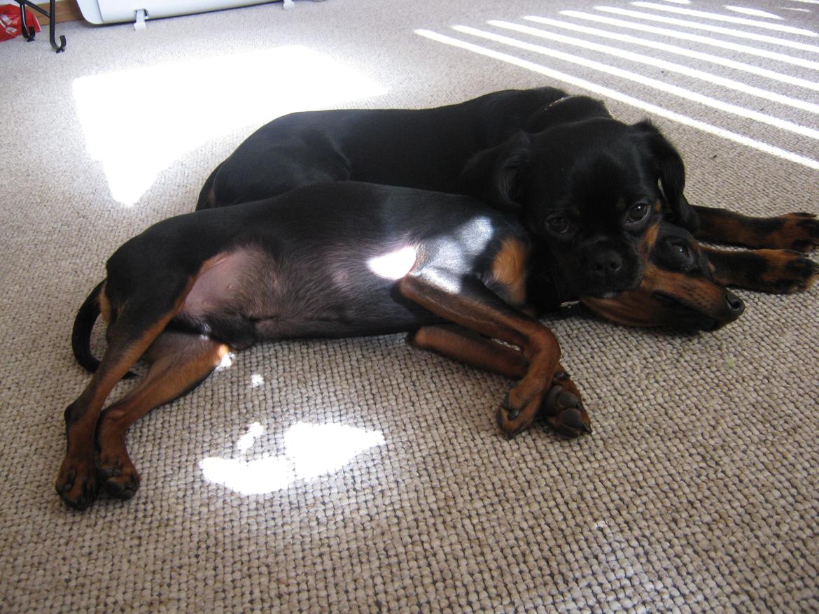 Prazsky krysarik Bølle billede 18