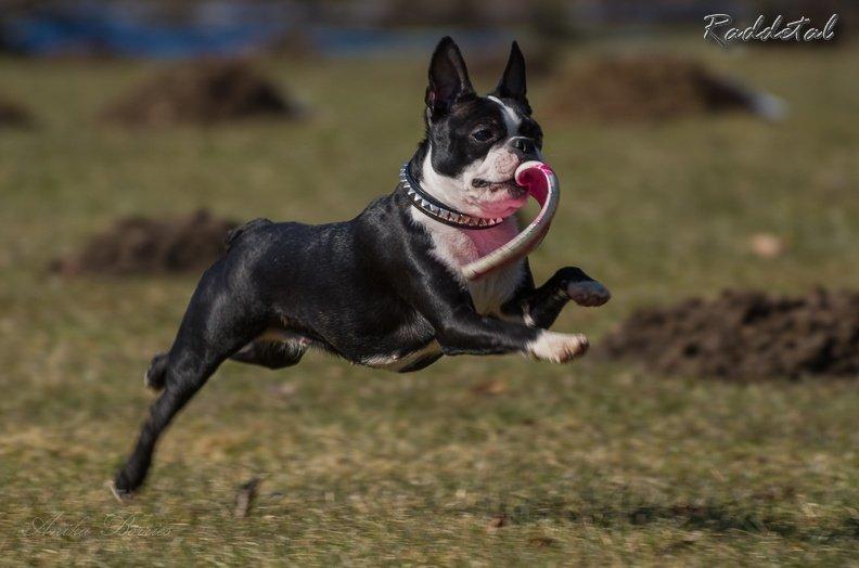 Boston terrier Donna billede 2