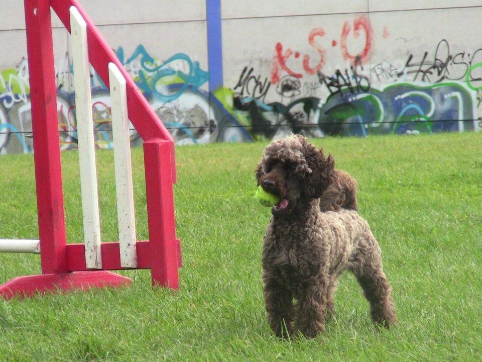 Dværgpuddel Pirrelige Phyt billede 12