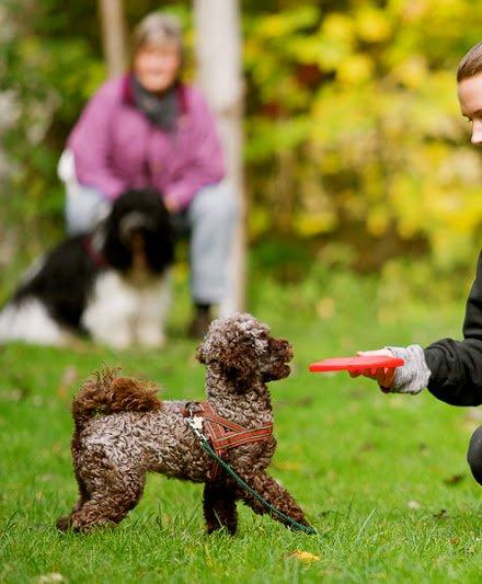 Dværgpuddel Pirrelige Phyt - Frisbee kursus... billede 15
