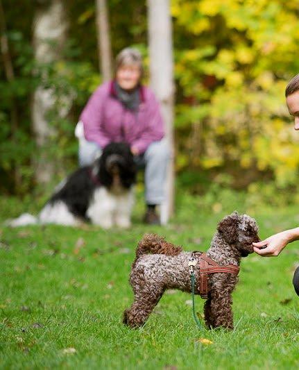 Dværgpuddel Pirrelige Phyt billede 16