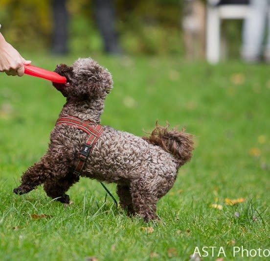 Dværgpuddel Pirrelige Phyt billede 17
