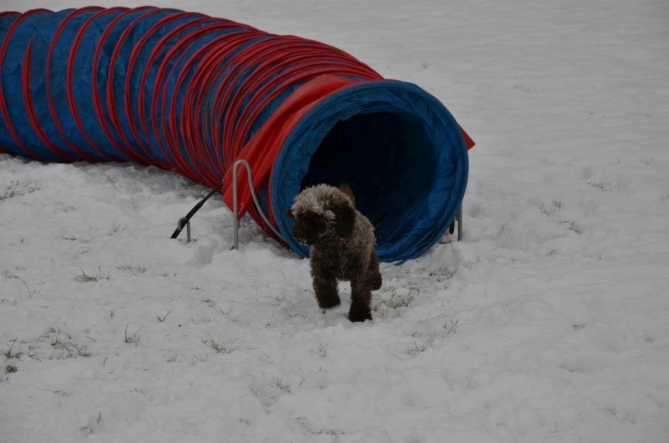 Dværgpuddel Pirrelige Phyt billede 13