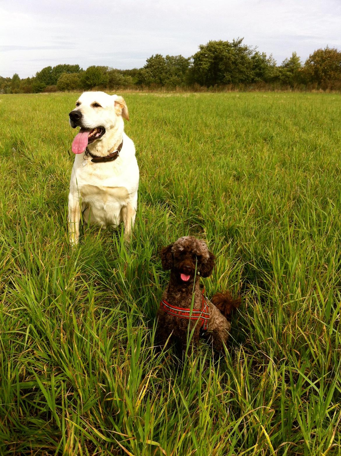 Dværgpuddel Pirrelige Phyt - Theo & Phyt billede 19