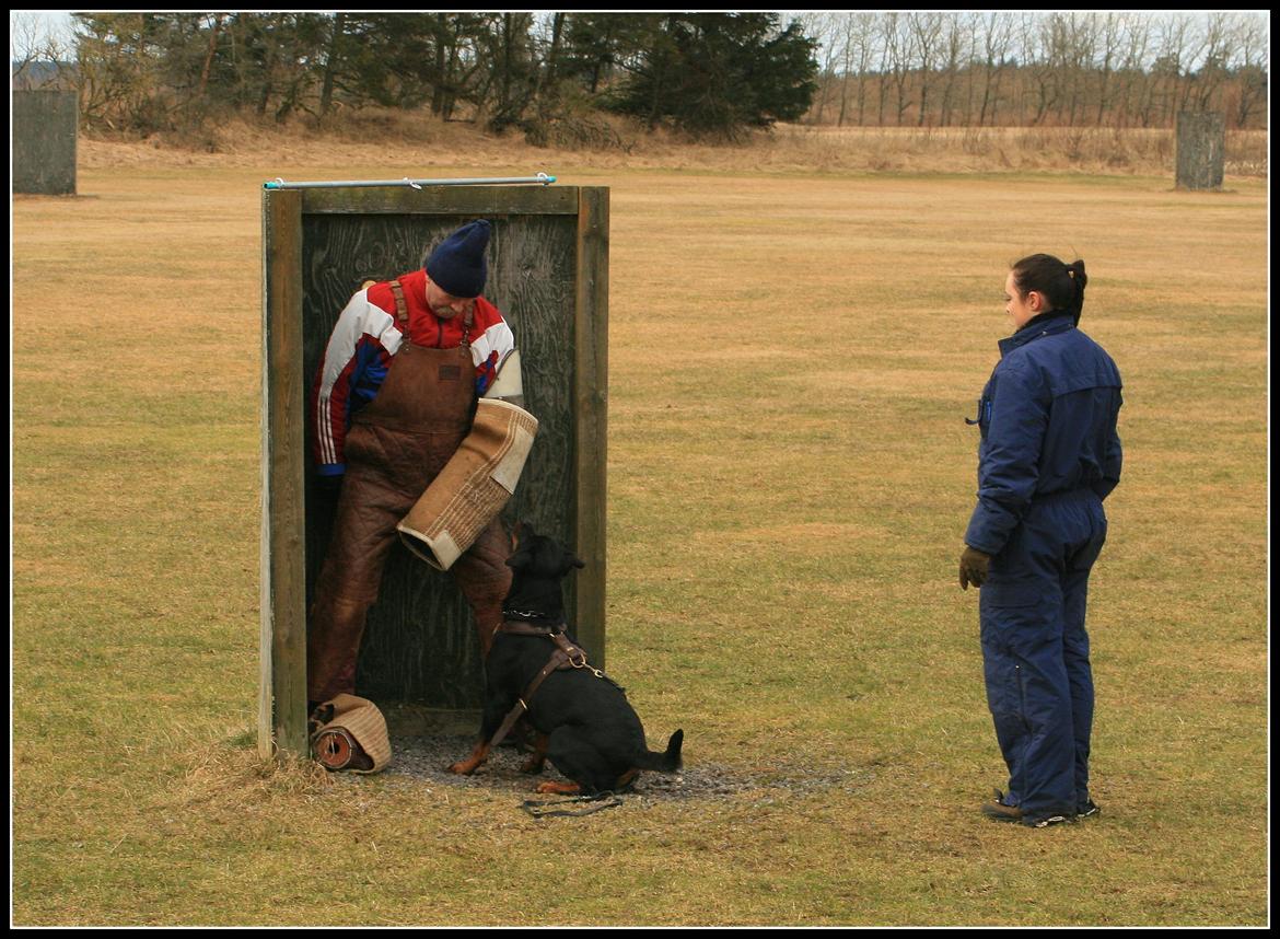 Rottweiler Lijepo´s Deedee - Rondering og standhals, træning, 3 år billede 4