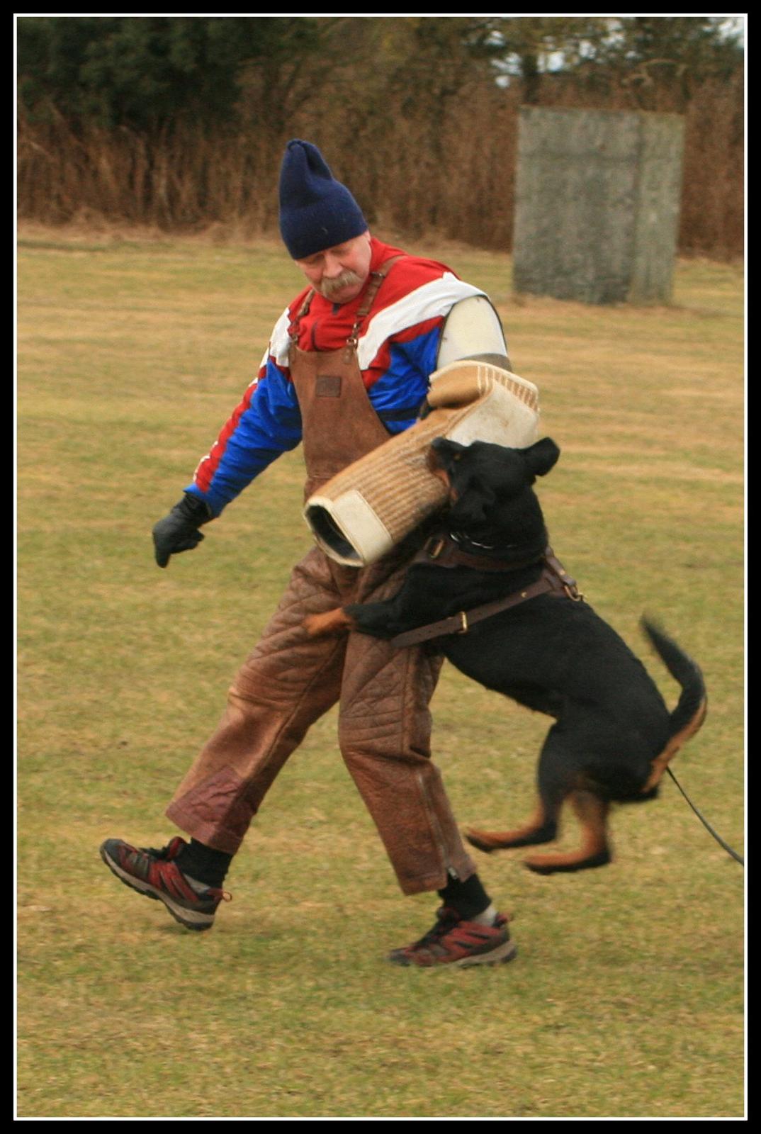 Rottweiler Lijepo´s Deedee - Flugt, 3 år billede 5