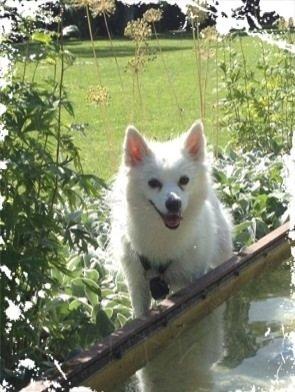 Tysk Spids Shiba billede 1