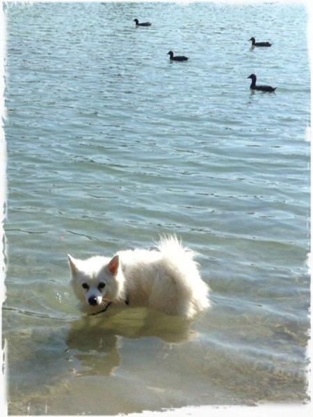 Tysk Spids Shiba billede 2