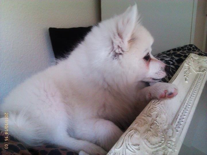 Tysk Spids Shiba billede 3