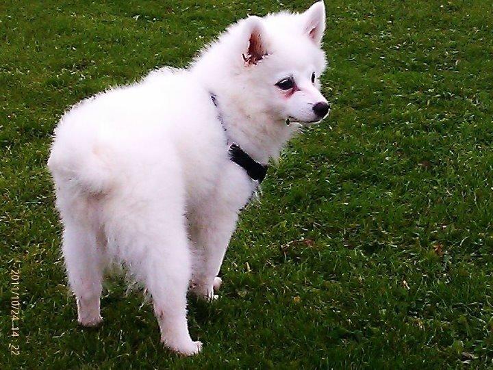 Tysk Spids Shiba billede 4