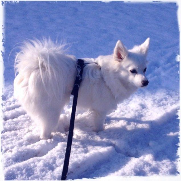 Tysk Spids Shiba billede 5