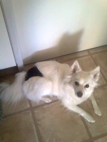 Tysk Spids Shiba billede 6